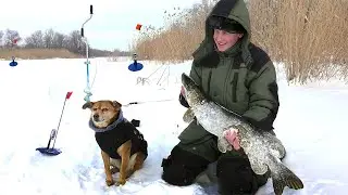 ЩУКА БОЛЬШЕ СОБАКИ! ПОЙМАЛИ БОЛЬШУЮ ЩУКУ.