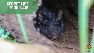 SECRET LIFE OF QUOLLS!