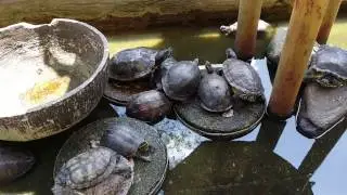 Sam Poh Tong Temple Ipoh, Tortoise & Awesome Views