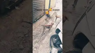 #song #funny#, cute Indian street dog puppy videos #janemerijanemanbachpankapyarmera#comedy #baccho