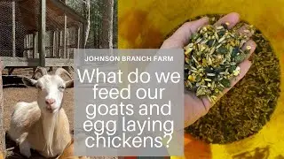 What do we feed our goats and egg laying chickens? #homesteader #growyourown #goats #chickens
