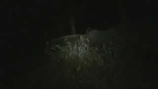 Eye shine in the dark.  What was it?