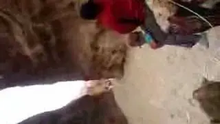 My First Camel Ride