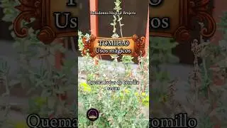 Bruja verde tips - Usos m&aacute;gicos del tomillo #herbalismomagico #wicca #brujaprincipiante
