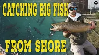 Late Season Harbor Fishing: PB Brown Trout on 3-Way Rig