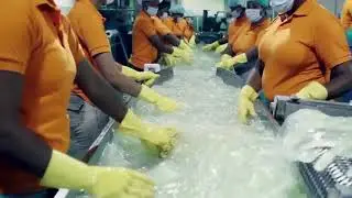 How world's best aloe vera gel juice is made