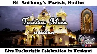 Tuesday Konkani Mass Live at 8.00am, 20th Jan 2026 | St Anthony's Church Siolim