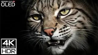Nature Relax 4K Serene Animal Relaxation Film with Gentle Music for Sleep and Focus
