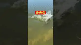 #short videos #fish 😯🥺😯 #sri tv
