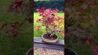 Mixed forest bonsai in development