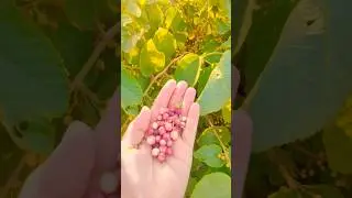 falsa fruit plant || falsa farming || agriculture #shorts