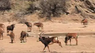 Beyond the Bullseye Project - Sable Reintroduction