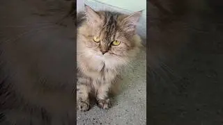 #lookatthatface #cat #cute #cattherapy #catfriends #therapeutic #kitten