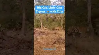 Big Cat, Little Cats \ Tigress 🐅 With Cubs #wildlife #shorts #trendingshorts #tigers #tiger