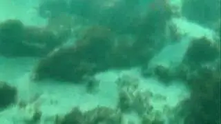 San Diego Free Diving