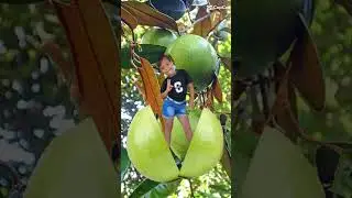 Star apple flycut #starapple#flycut#shortvideo