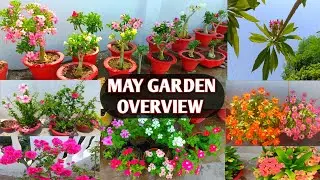 SUMMER GARDEN OVERVIEW 2023 🏡😍| GARDEN LOADED WITH BEAUTIFUL FLOWERS IN MAY 🌸🌼