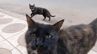 Two beautiful tortoiseshell cats live on the street.