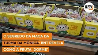 O segrego das maças da Turma da Mônica