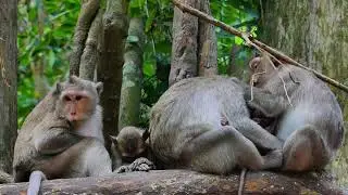 Spring monkey so calmly on wood, Dakota monkey, Sami on active massage care health
