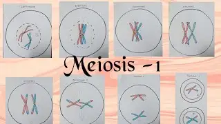 Process of meiosis -1 with diagrams ( in English) || Class 11 Biology