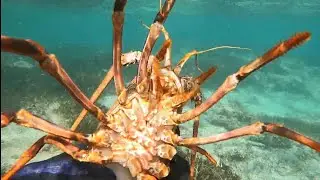 SPEARFISHING WESTERN AUSTRALIA + ROCK LOBSTER CATCH AND COOK