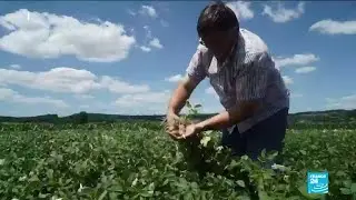 Austria considers total ban on controversial pesticide glyphosate