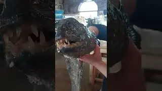Рыба-волк.