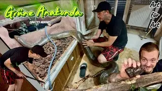 Art f&uuml;r Art &ndash; Die Gr&uuml;ne Anakonda (Eunectes murinus) | Fakten, Haltung & Herkunft