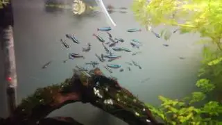 Kardinalfisch Nachwuchs f&uuml;tterung mit Artemia