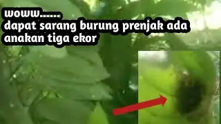 ciri ciri burung prenjak klawu prenjak kepala merah|| ada sarangnya