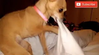 [NachoCam] Chihuahua goes to bed - Funny Dog Vines 11