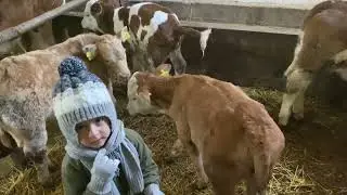 KADİR’LE AHIR GÜNLÜKLÜKLERİ 2!!!! Buzağları seviyoruz