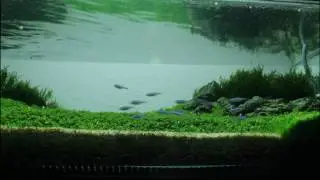 FlSHRFun's ADA 60-F Iwagumi 