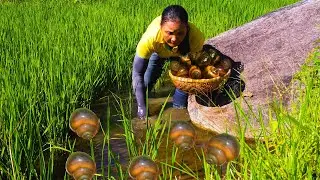 Catching Apple Snails, Selling at Market & Cooking a Traditional Dish &ndash; Rustic Farm Girl
