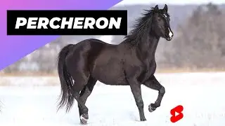 Koń Percheron 🐴 Jeden z najpiękniejszych koni na świecie #szorty
