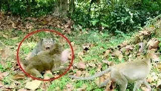 Very pity baby Lori and mom was attack by big monkey Marcus, Amari try to protect daughter