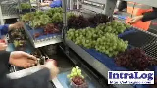 Soft Fruit Factory Automation