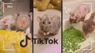Rats being awesome | TikTok Compilation pt.3