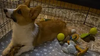 corgi puppy cam live