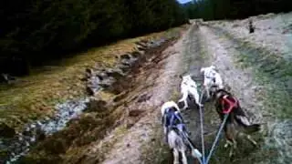 Sled dog pups first rig run