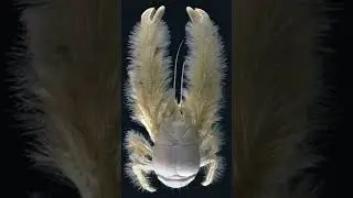 10 Unreal Animals You Won't Believe Exist!