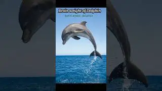 Brain weight of Dolphin 🐬 || facts of Dolphin brain 🧠 #trending #facts #shorts