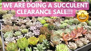 SUCCULENT CLEARANCE SALE from our garden 🤩