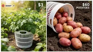 How to Grow Potatoes in a Laundry Basket (Survival Hack) 