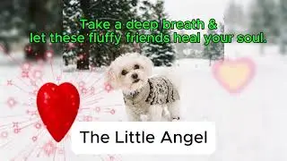 The ultimate cute dog video.  Heartwarming moments.❤️ 