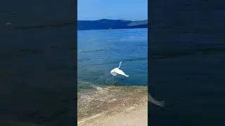 bird voice , birds #birdsounds #birds #naturesounds #shortsvideo #birdwatching #editing #tutorial