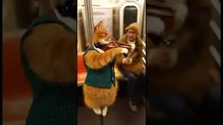 🎻 Talented Ginger Cat Plays Violin on NYC Subway! 🐱 Unbelievable Street Performer! ✨