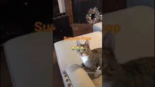 Surprise Poop 😹😹 #catvideos #hilarious #funnycats #cutecats #