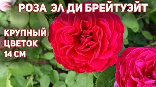 Роза Эл Ди Брейтуэйт - английская роза Д.Остина, rose L D Braithwaite!
